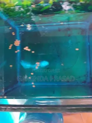 Fighter Fish with Tank