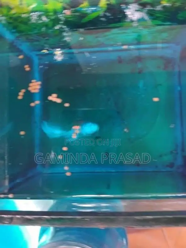 Fighter Fish with Tank