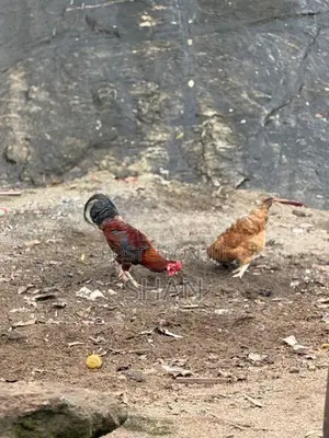 Hens