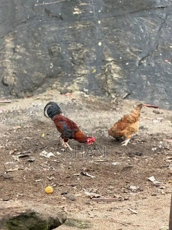 Hens