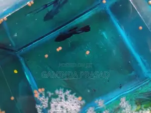 Fighter Fish with Tank