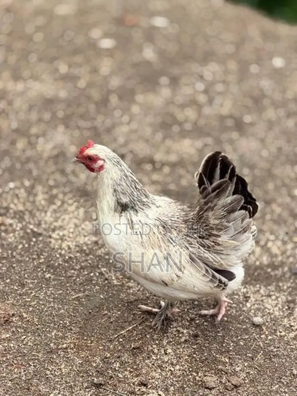 Hens