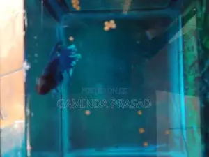 Fighter Fish with Tank