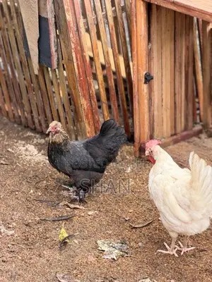 Hens