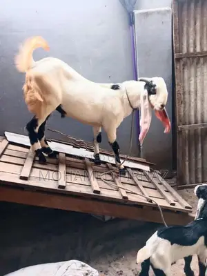Jamunapari Goat