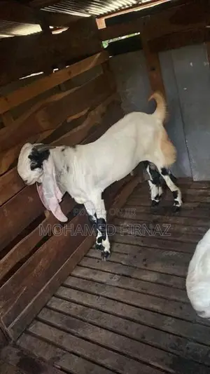 Jamunapari Goat