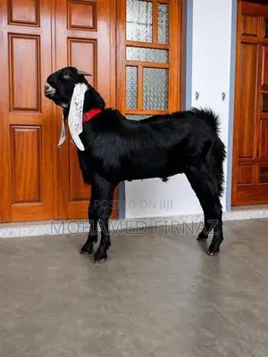 Jamunapari Goat