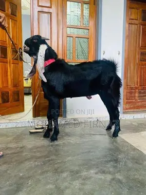 Jamunapari Goat