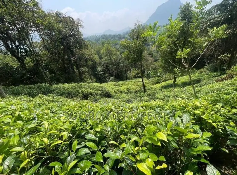 5 Acres Tea Estate Land for Sale in Galle