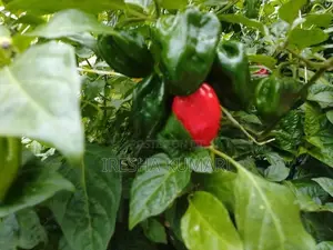 ස්කොච් බොනට් ඩාරක් ග්‍රින් ජම්බෝ නයි මිරිස් පැළ