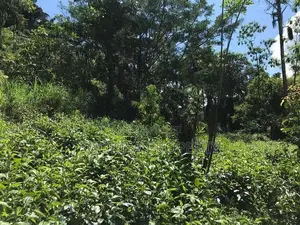 5 Acres Tea Estate Land for Sale in Galle