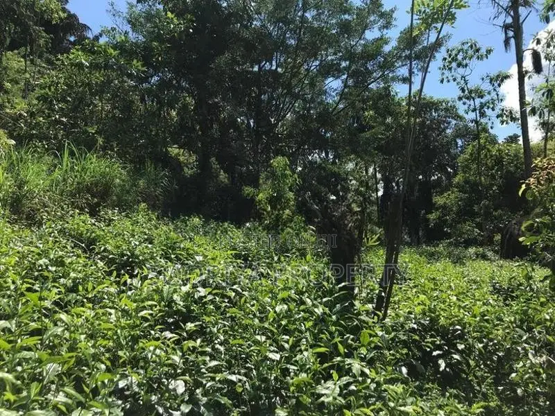 5 Acres Tea Estate Land for Sale in Galle