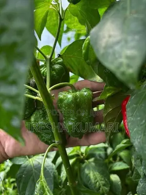ස්කොච් බොනට් ඩාරක් ග්‍රින් ජම්බෝ නයි මිරිස් පැළ