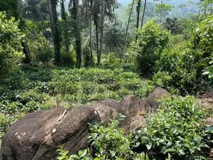 5 Acres Tea Estate Land for Sale in Galle