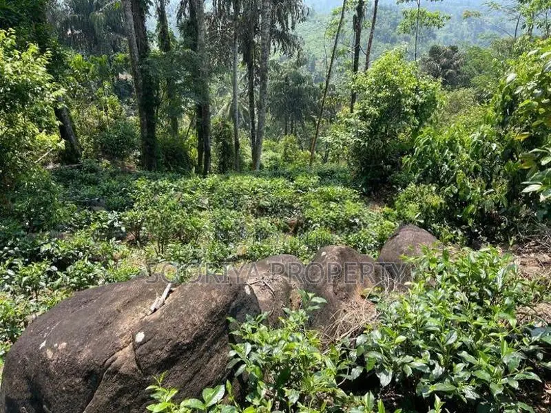 5 Acres Tea Estate Land for Sale in Galle
