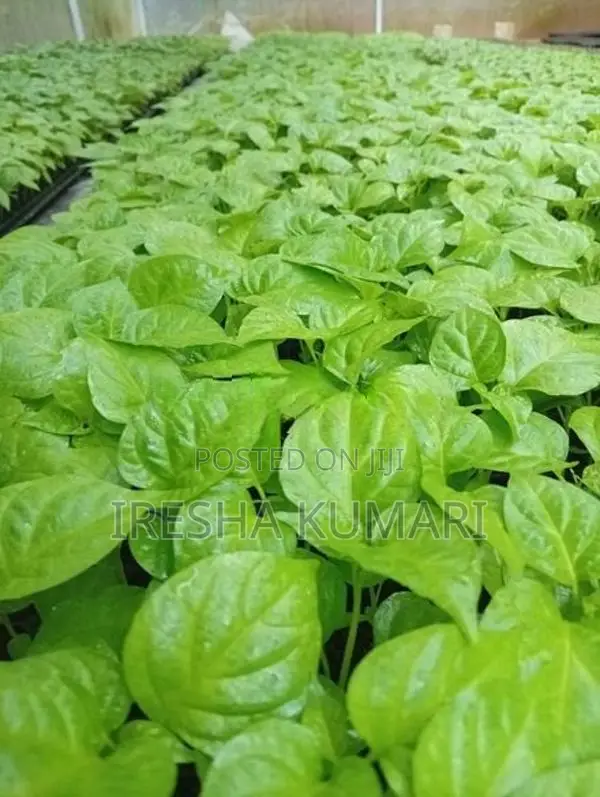 ස්කොච් බොනට් ඩාරක් ග්‍රින් ජම්බෝ නයි මිරිස් පැළ