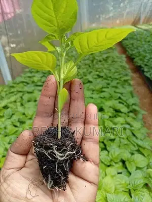 ස්කොච් බොනට් ඩාරක් ග්‍රින් ජම්බෝ නයි මිරිස් පැළ