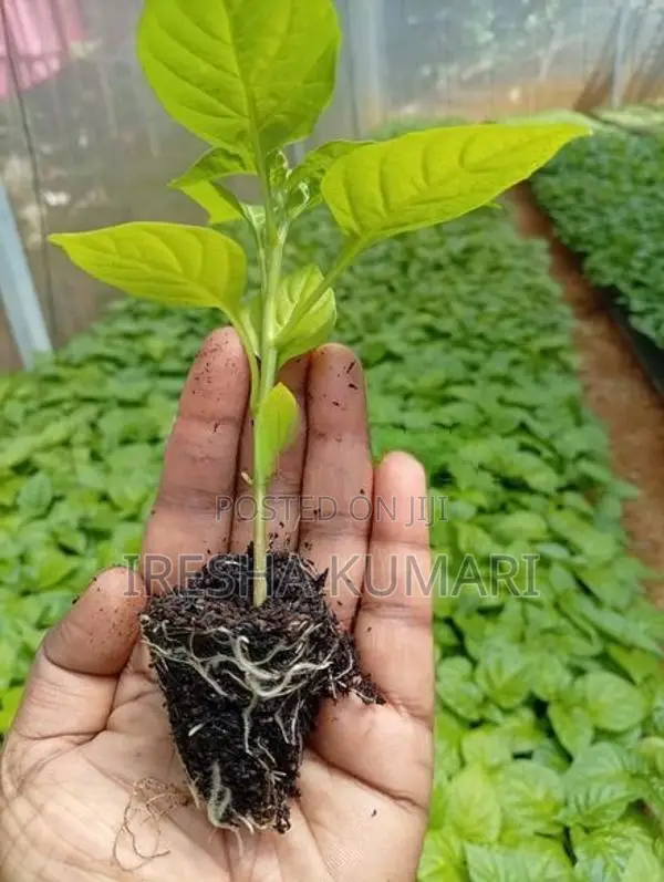 ස්කොච් බොනට් ඩාරක් ග්‍රින් ජම්බෝ නයි මිරිස් පැළ
