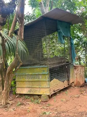 Bird Cage
