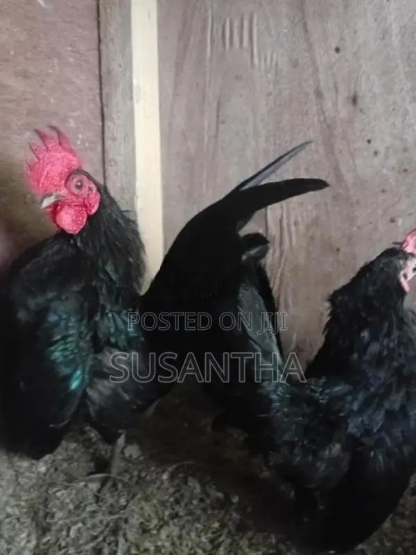 Serama Bantam Pair