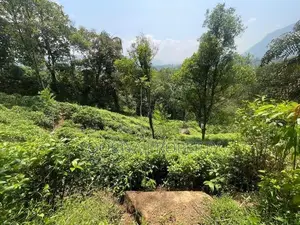 800 Perches ( 5 Acres ) Tea Estate Land for Sale Neluwa Galle