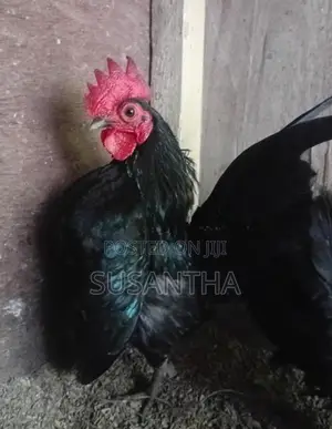 Serama Bantam Pair