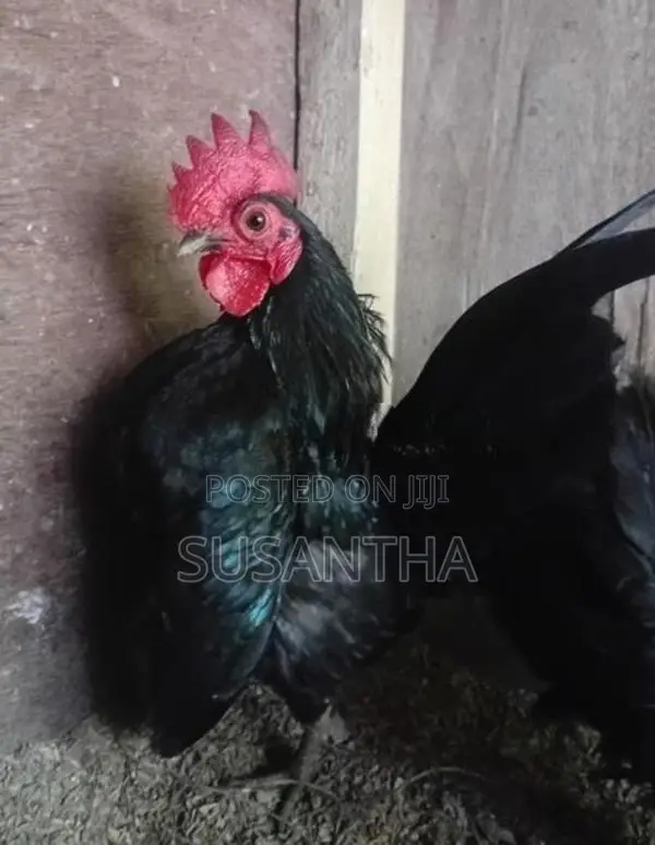 Serama Bantam Pair