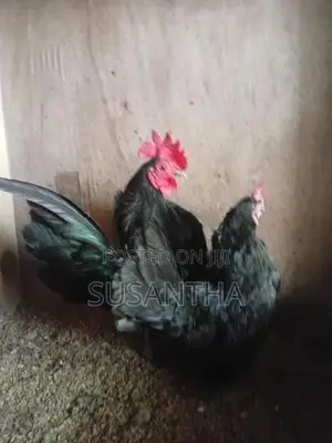 Serama Bantam Pair