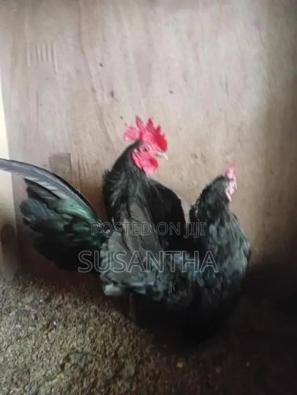 Serama Bantam Pair