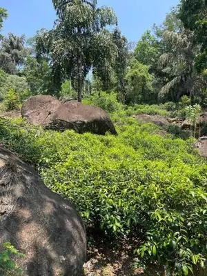 800 Perches ( 5 Acres ) Tea Estate Land for Sale Neluwa Galle