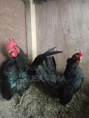 Serama Bantam Pair