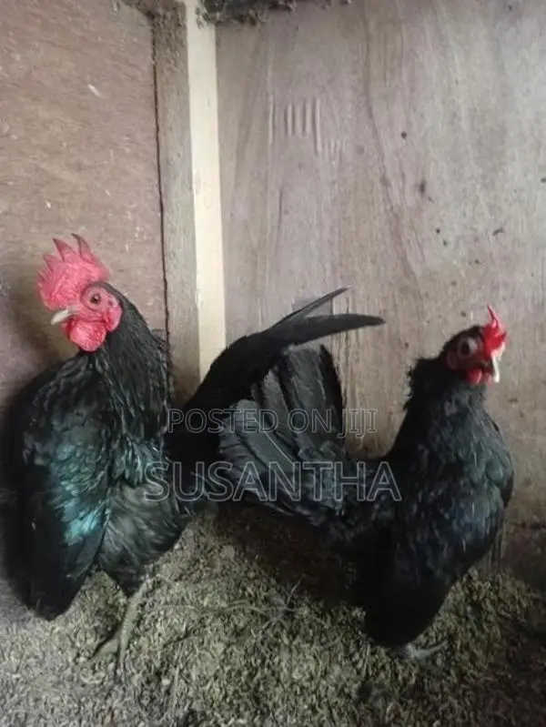 Serama Bantam Pair