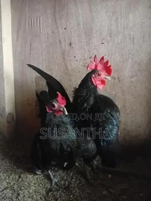 Serama Bantam Pair