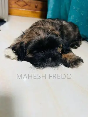 Shih Tzu Puppies