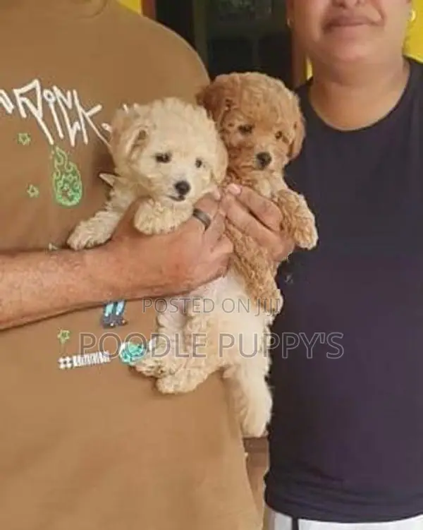 Toy Poodles