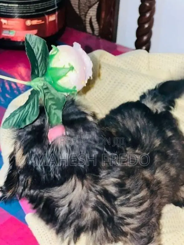 Shih Tzu Puppies