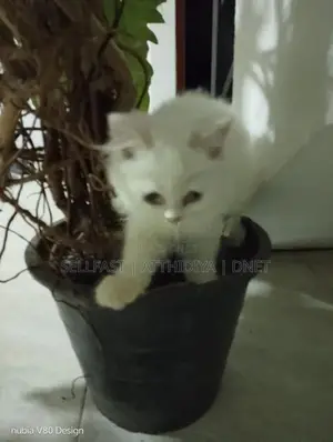 Persian Cat