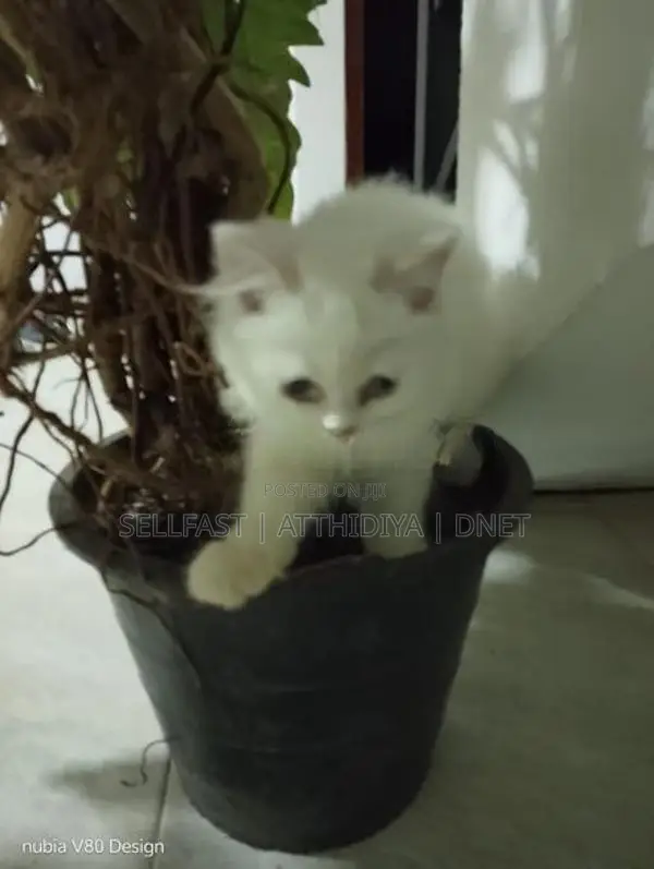 Persian Cat