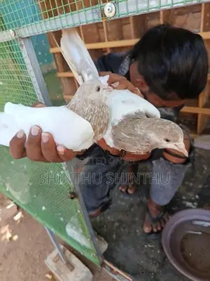 Pigeon