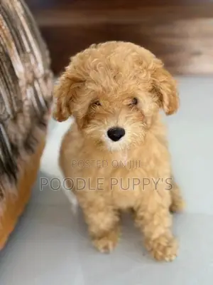 Toy Poodles