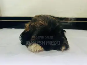 Shih Tzu Puppies