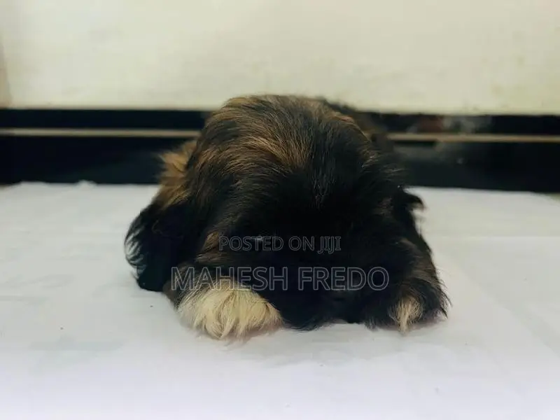 Shih Tzu Puppies