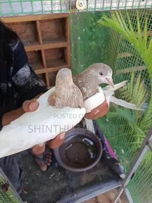 Pigeon