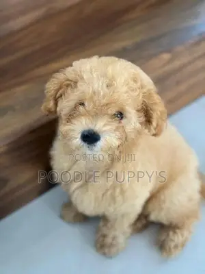 Toy Poodles