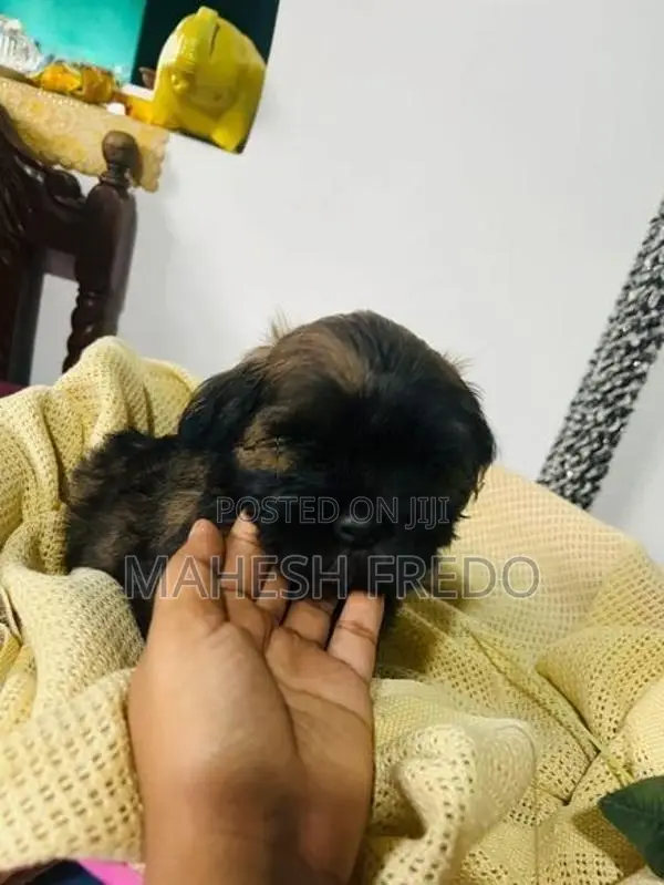 Shih Tzu Puppies