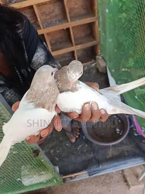 Pigeon