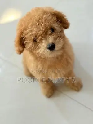 Toy Poodles
