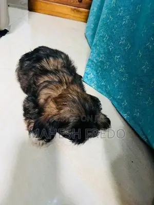 Shih Tzu Puppies