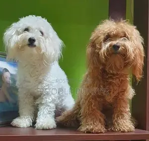 Toy Poodles