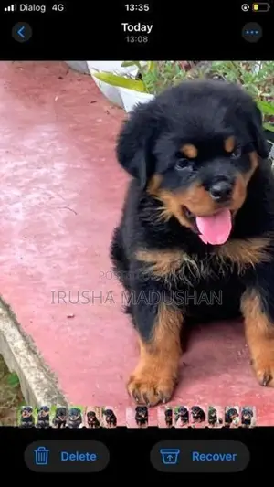 Rottweiler Puppy